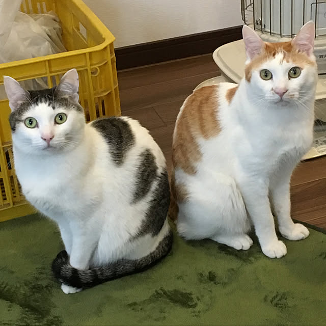 nyansさんの実例写真