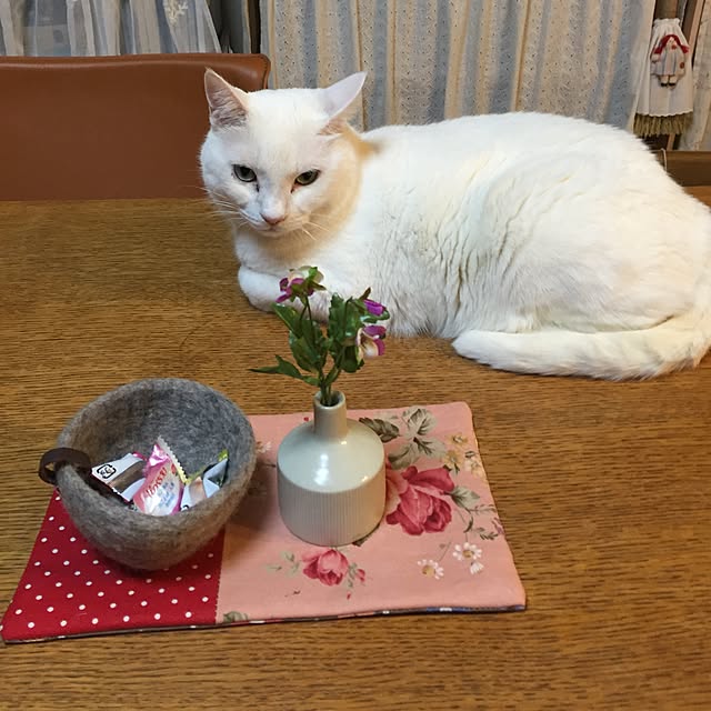 Akkoさんの実例写真