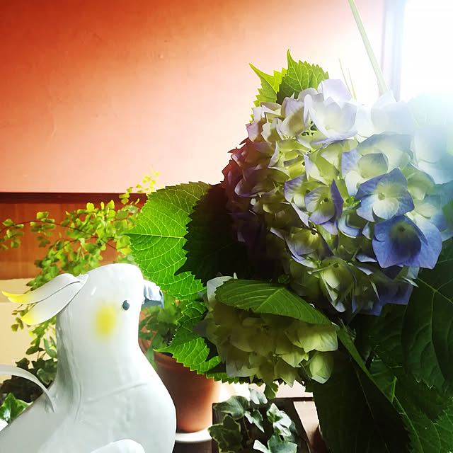 amanojakuさんの実例写真