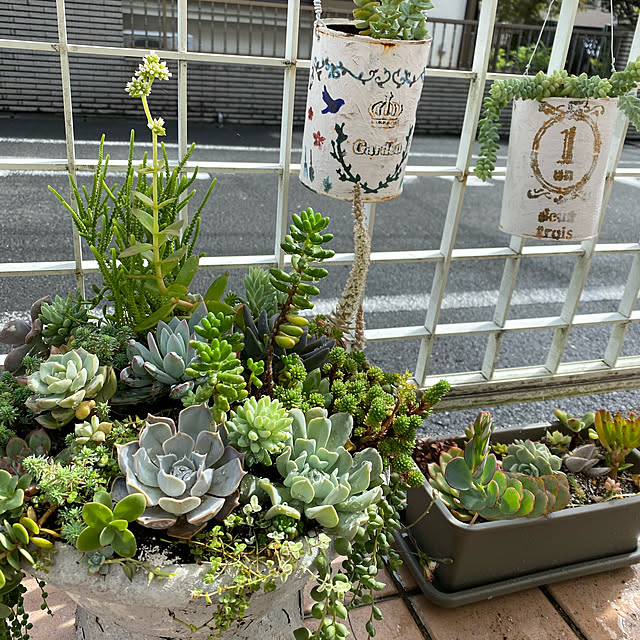 dainaoreiさんの実例写真