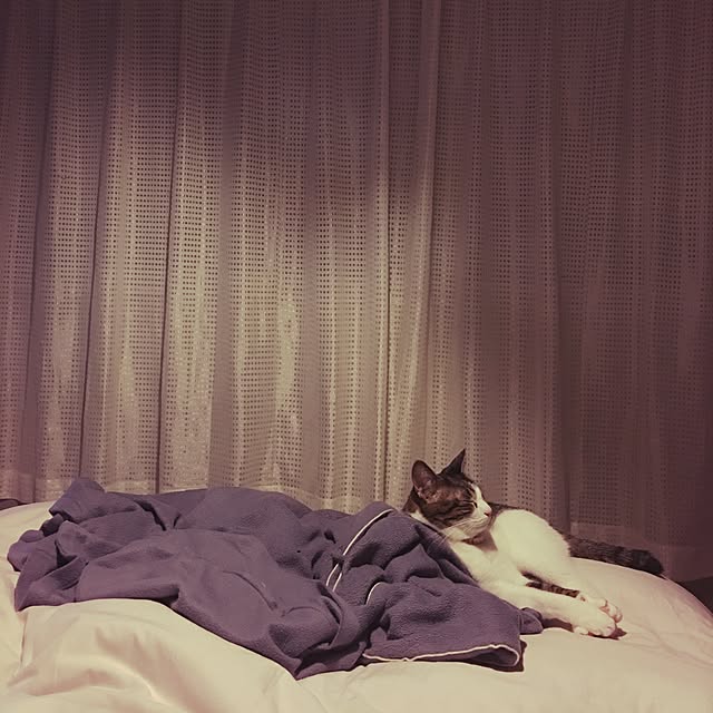 Shihoさんの実例写真