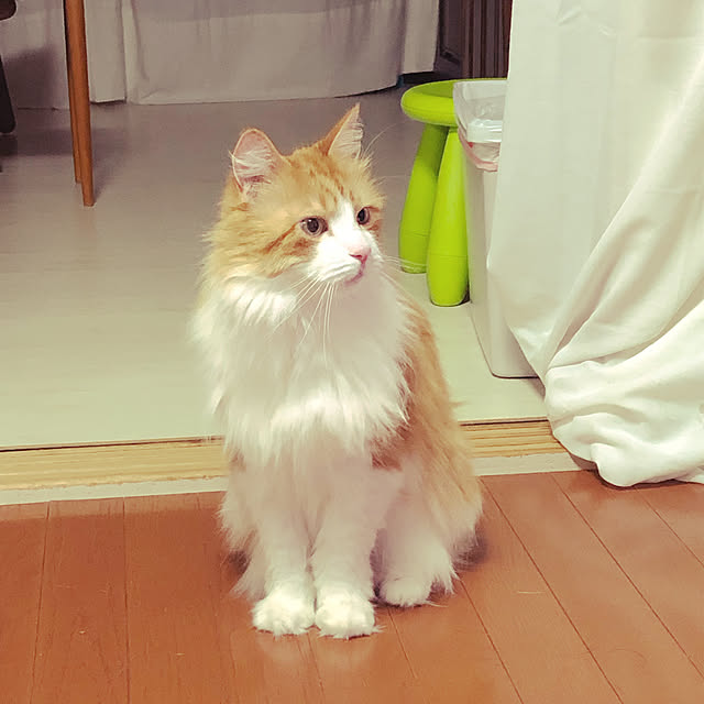 uchidaizuさんの実例写真