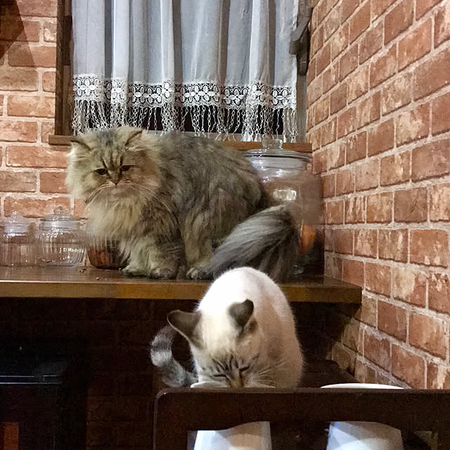 butachanさんの実例写真