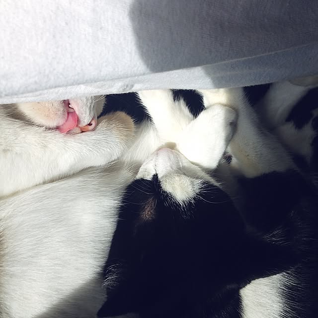 ziziguguさんの実例写真