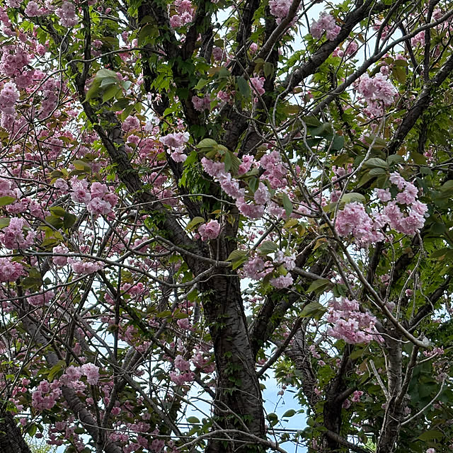 ChiCoさんの部屋