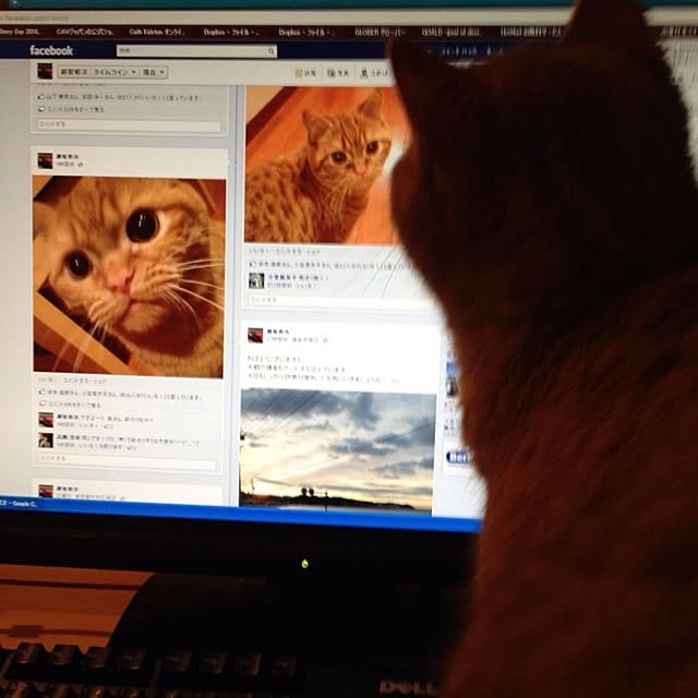 shujiさんの実例写真