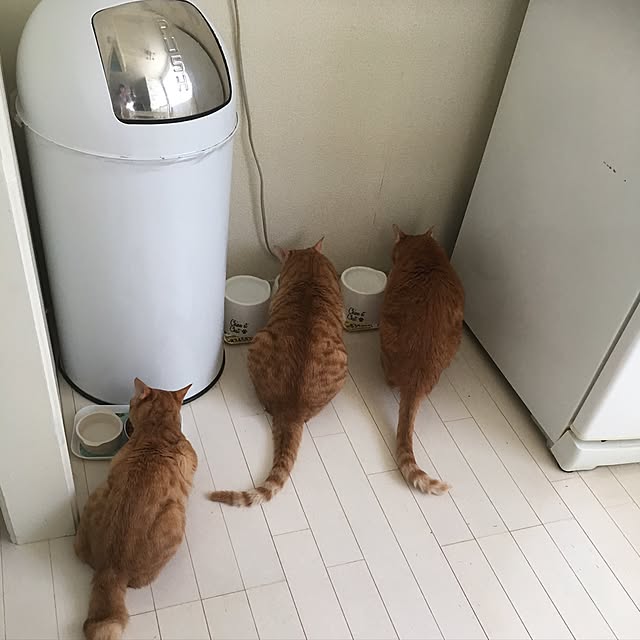 ykariさんの実例写真