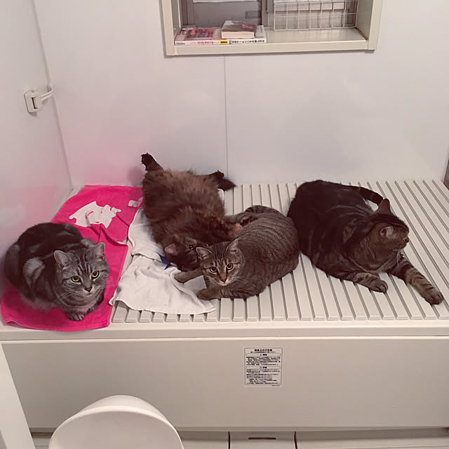 mikomaruさんの実例写真