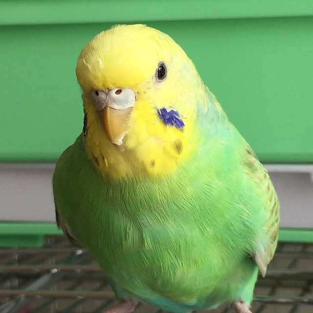 toratanさんの実例写真