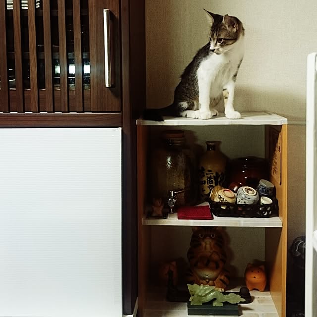 kikufujiさんの実例写真