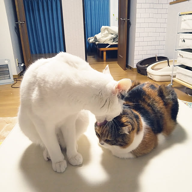 yukieさんの実例写真
