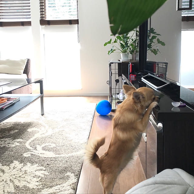 misacatさんの実例写真