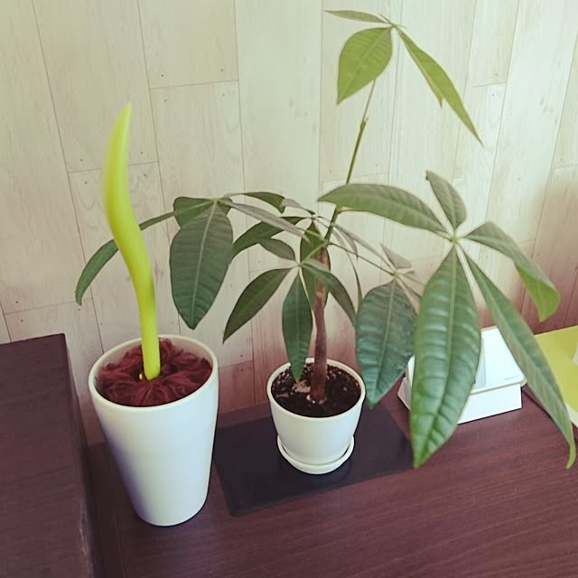 chanさんの実例写真