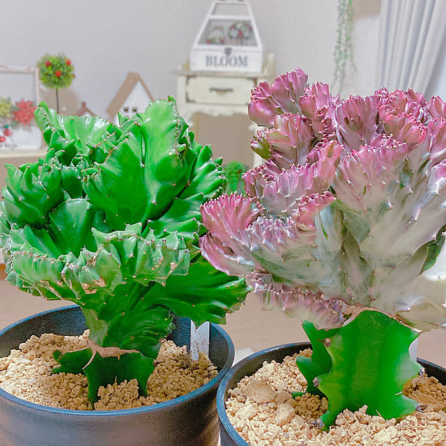 あなたがしてくれなくても/植物のある部屋/観葉植物/植物と暮らす/植物のある暮らし...などのインテリア実例 - 2023-05-07 22:06:20