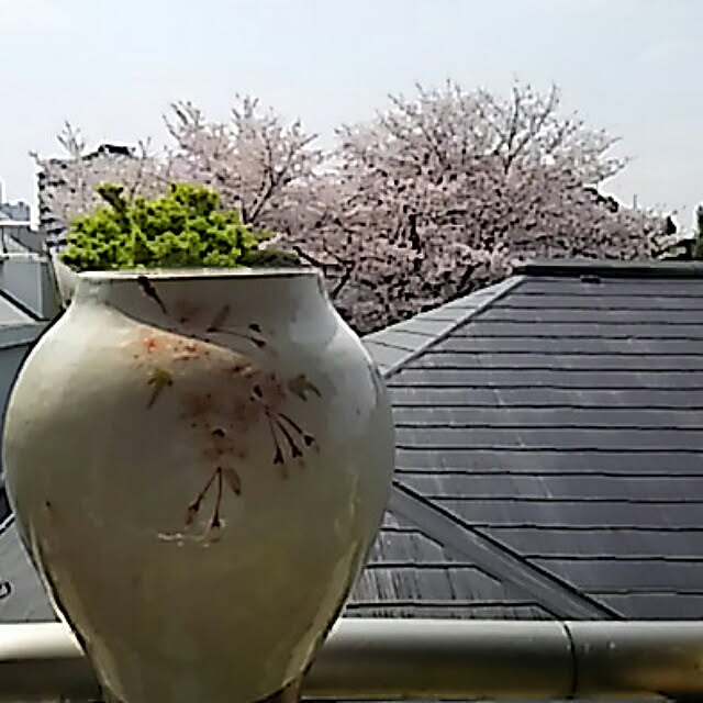 spinetailさんの実例写真