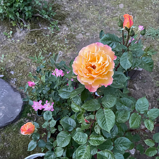 kakoさんの実例写真