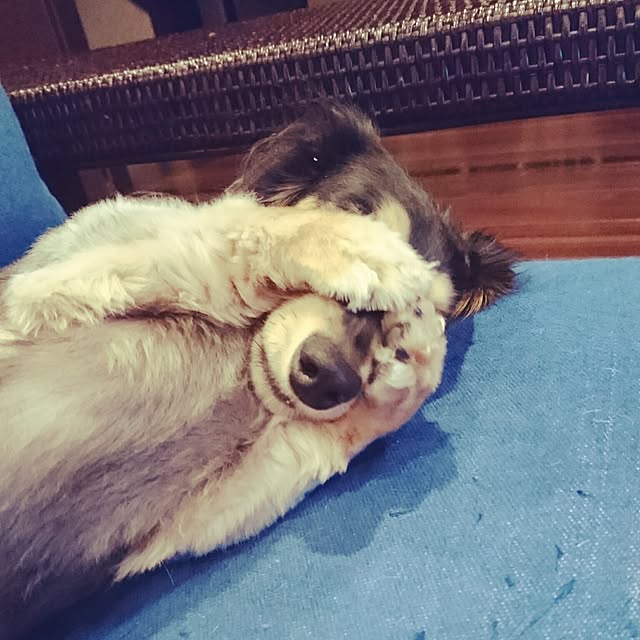 cocosorasakuさんの実例写真