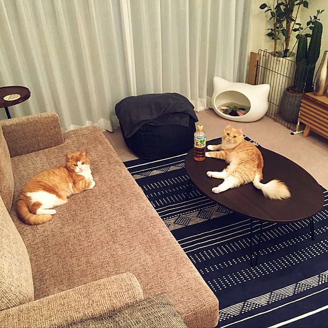 Ellenaさんの実例写真