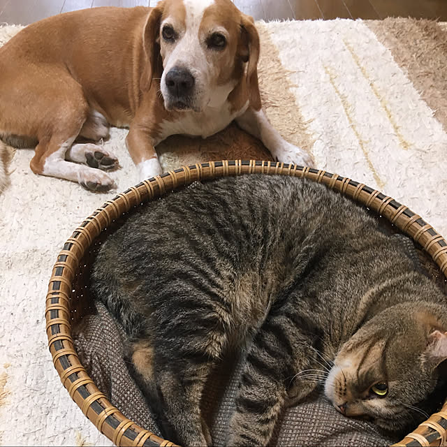 kuuさんの実例写真