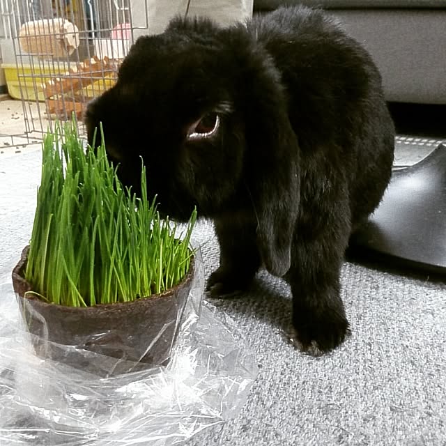 noirAyaさんの実例写真
