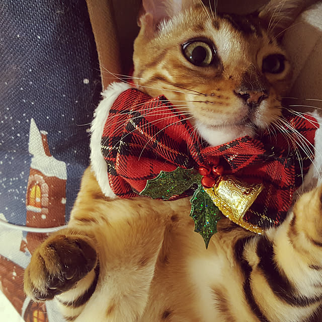 megu.catさんの実例写真