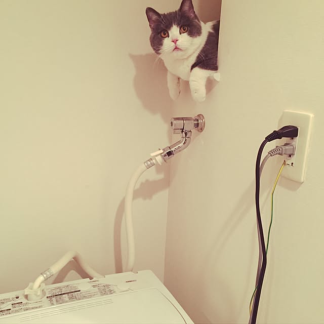 Yuriさんの実例写真