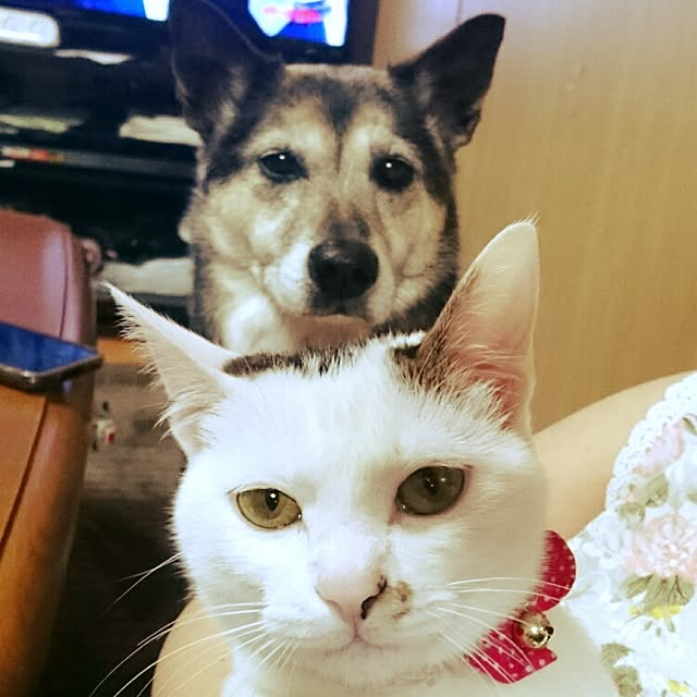 MIYAMIYAさんの実例写真