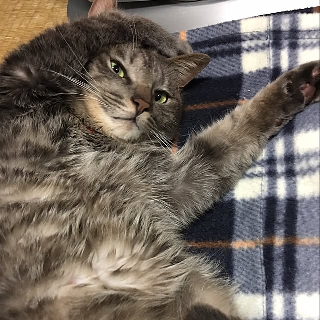 akekuroankoさんの実例写真