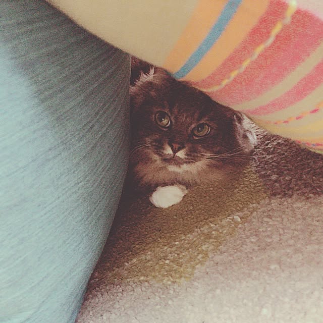 mii-tanさんの実例写真