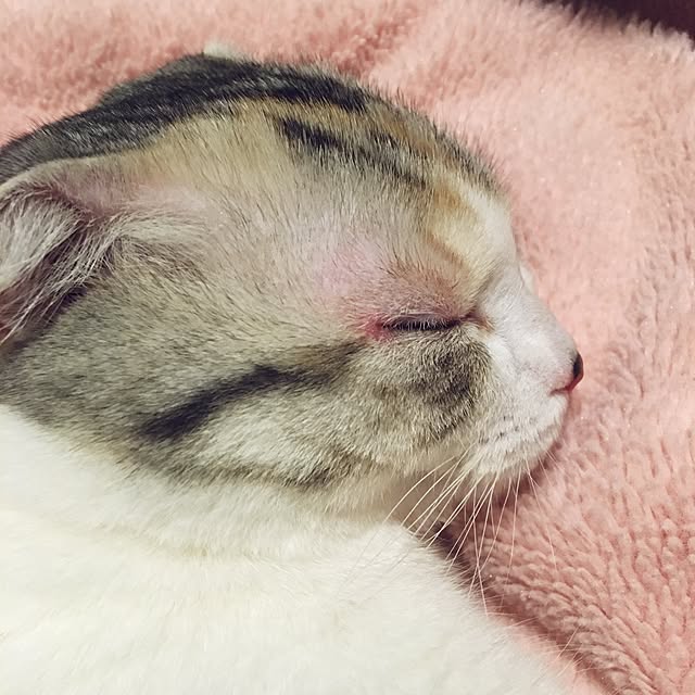 yokkochanさんの実例写真