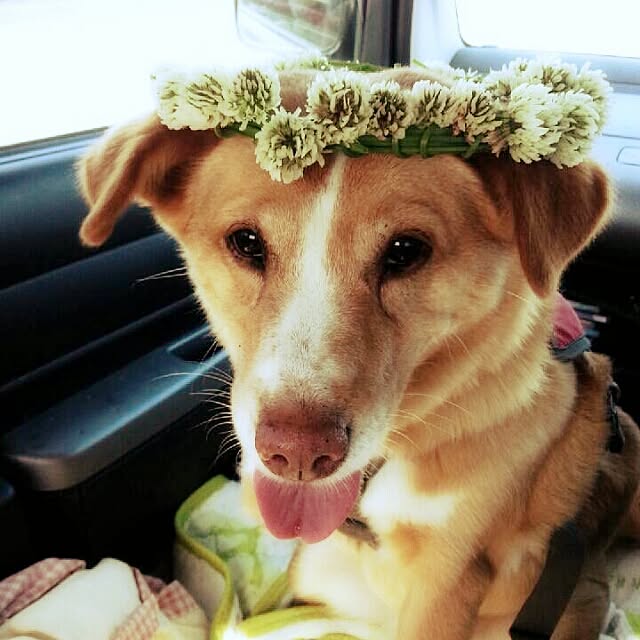 puku.さんの実例写真