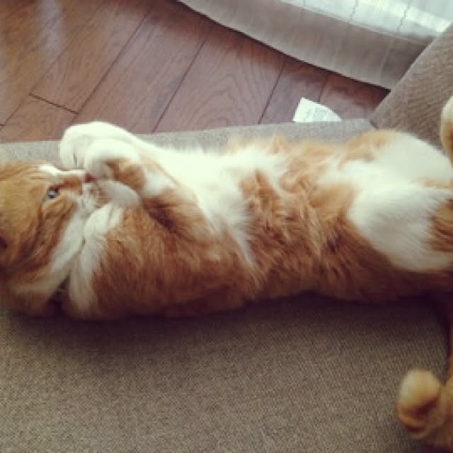aknmamaさんの実例写真