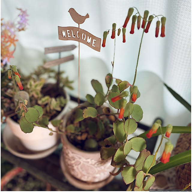 CoCo0617さんの部屋