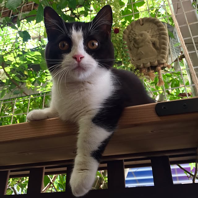 butachanさんの実例写真
