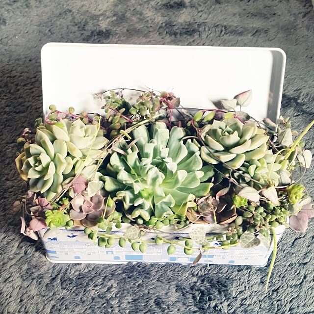 Wakakoさんの実例写真