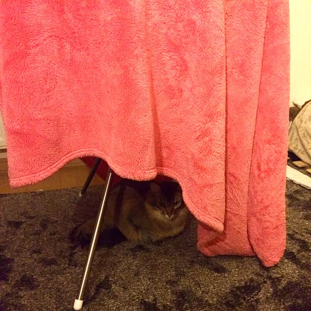 Yumiさんの実例写真