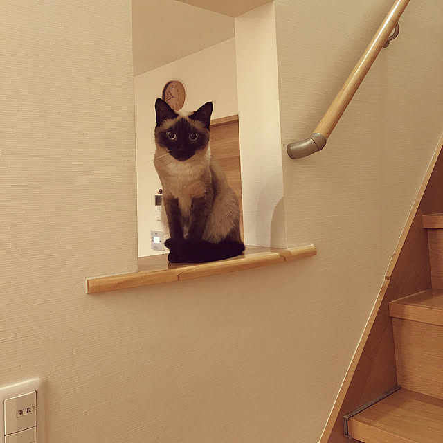 ねこのいる日常/猫のいる暮らし/暮らしやすい家づくり/猫と暮らす/いいね！ありがとうございます♪...などのインテリア実例 - 2019-06-12 22:44:35