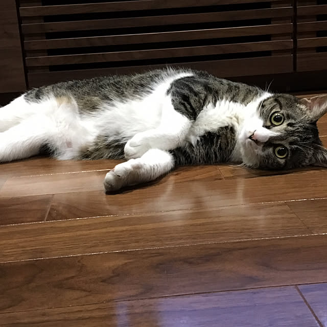 totoroさんの実例写真