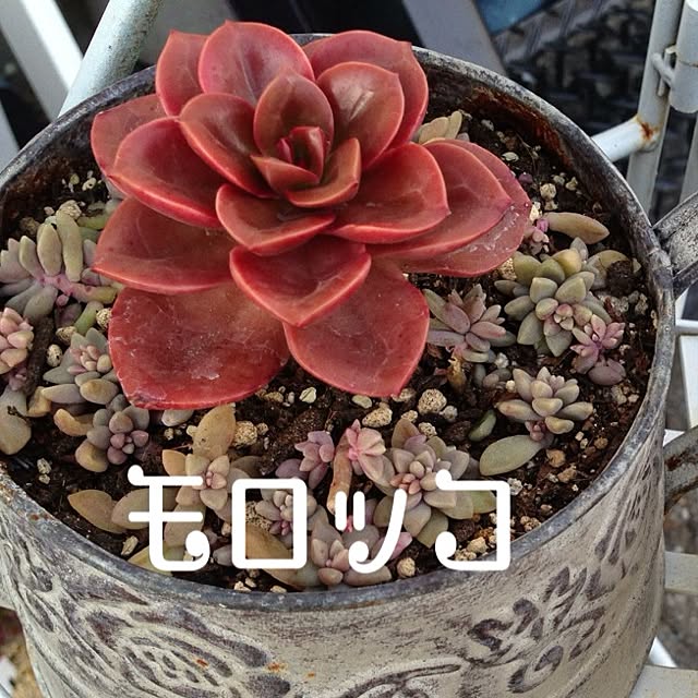 nikkiさんの実例写真
