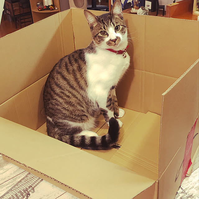 jijiさんの実例写真