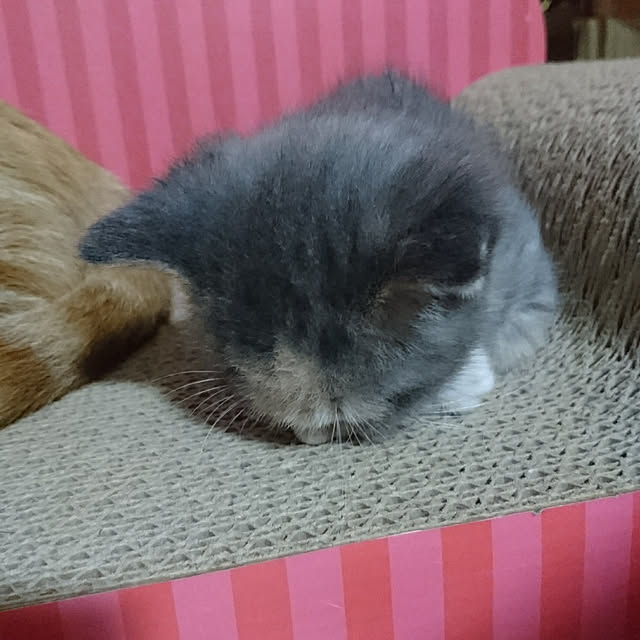 shinobuさんの実例写真