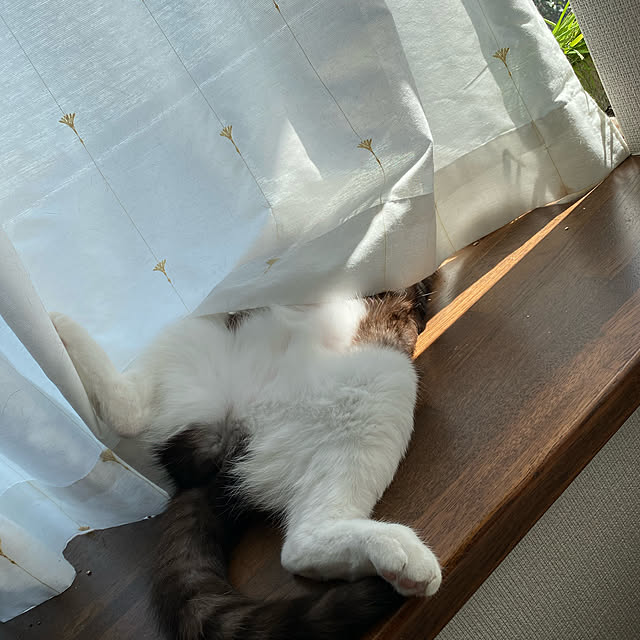 Amijonさんの実例写真