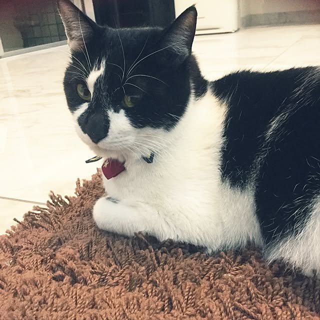 noaさんの実例写真
