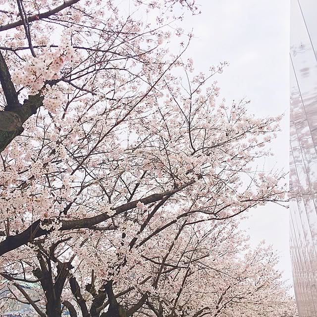 バス/トイレ/#桜見てるだけで幸せ/#インテリアじゃなくてごめんなさいのインテリア実例 - 2015-04-01 00:52:15