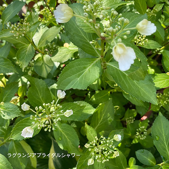 buchiさんの部屋