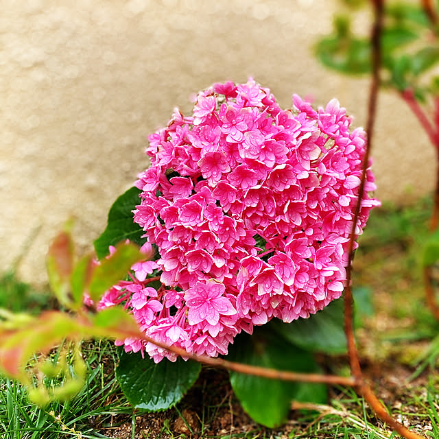 Mayの-アジサイ ふわり 5号鉢サイズ 鉢植え フワリ ピンク色 さくら色 サクラ あじさい 紫陽花 薫る花 フラワー 鉢花 花鉢 母の日ギフト プレゼント 母の日特集 2024年の家具・インテリア写真
