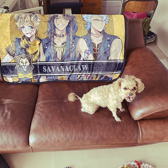 maouさんの実例写真