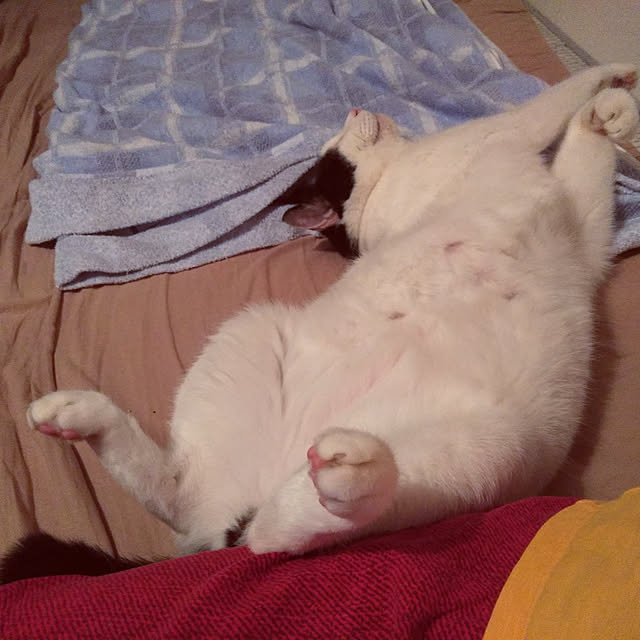 futukoさんの実例写真