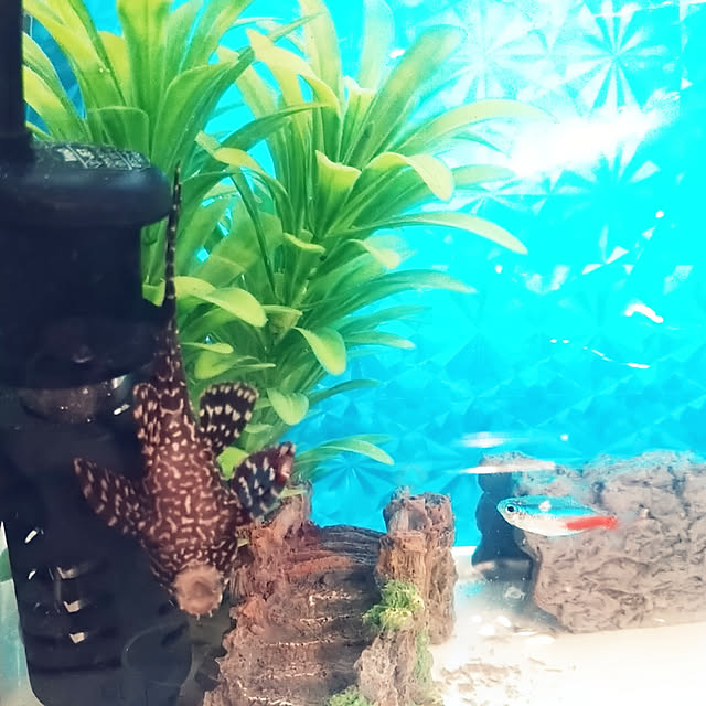 Tさんの実例写真