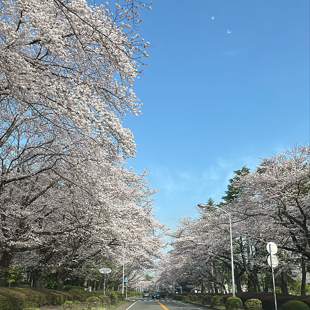実例写真